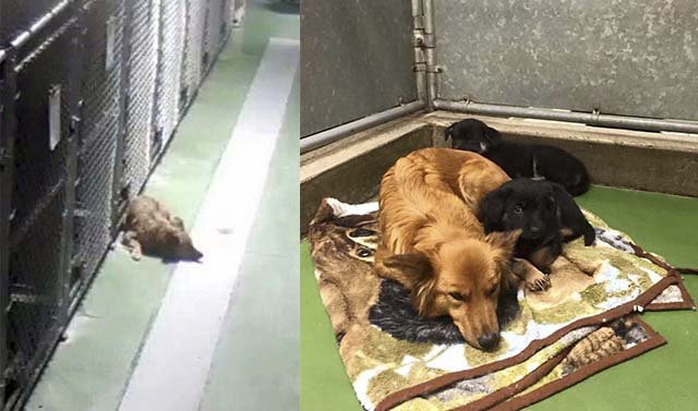 perra escapó de su jaula para consolar a cachorros perra escapó de su jaula para consolar a cachorros