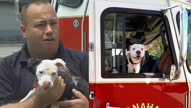Bombero salvó a un Pit Bull en un incendio Bombero salvó a un Pit Bull en un incendio