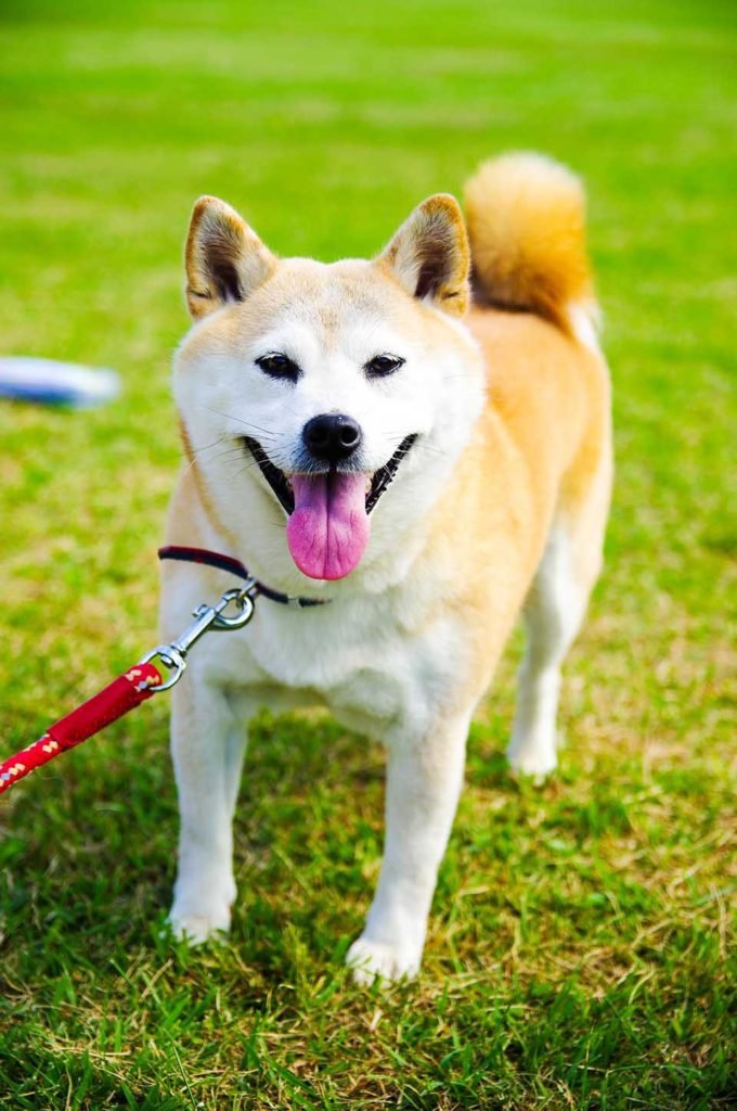 Shiba Inu Cuidados Caracter Sticas Comportamiento Y Mucho M S