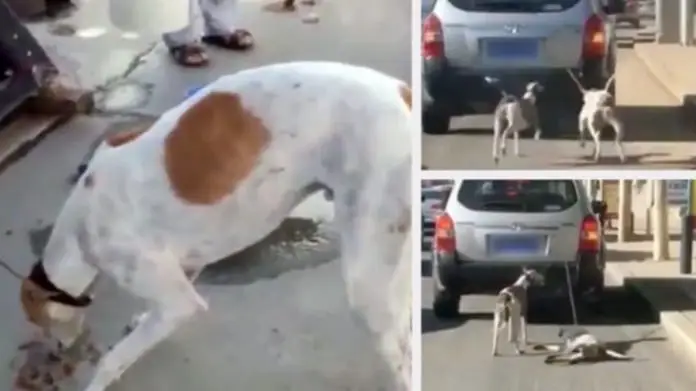 Hombre Arrastra A Sus Perros Con El Auto Para Entrenarlos Para Carreras