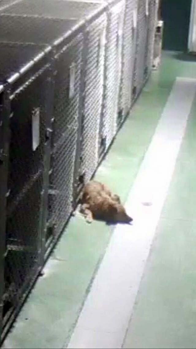 Maggie afuera de la jaula de los cachorros Perra escapó de su jaula para consolar a unos cachorros que lloraban en una residencia para mascotas
