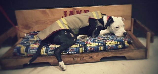 Jake en su cama Bombero salvó a un Pit Bull en un incendio, lo adoptó y ahora es un perro bombero honorario