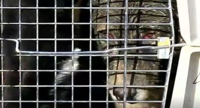 Perro en un refugio de Israel Ella no sabía que perro salvar y compró el refugio completo