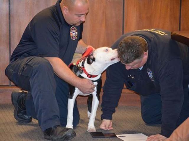 Jake bombero honorario Bombero salvó a un Pit Bull en un incendio, lo adoptó y ahora es un perro bombero honorario