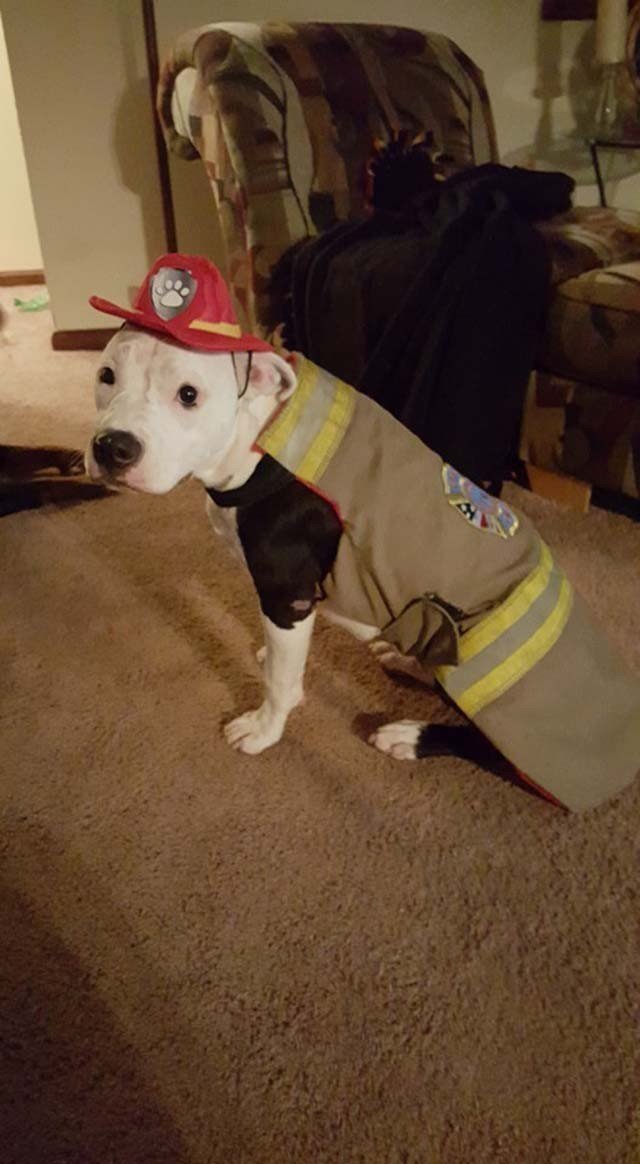 Perro vestido de bombero Bombero salvó a un Pit Bull en un incendio, lo adoptó y ahora es un perro bombero honorario