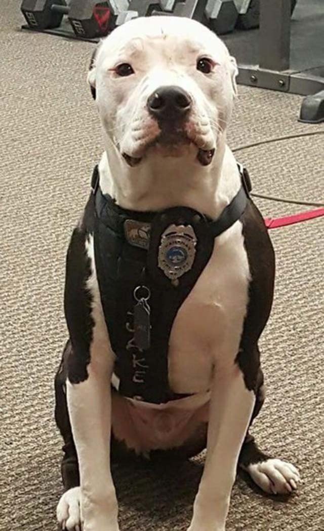 Perro bombero Bombero salvó a un Pit Bull en un incendio, lo adoptó y ahora es un perro bombero honorario