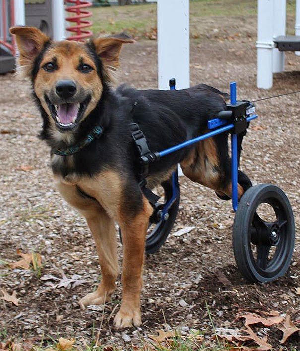 leo el perro parapléjico en su silla de ruedas