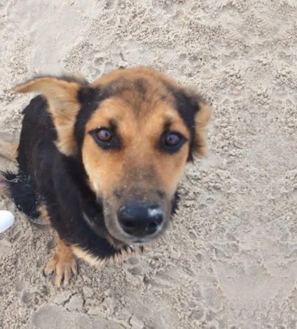perro no puede caminar