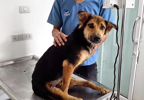 perro no volverá a caminar