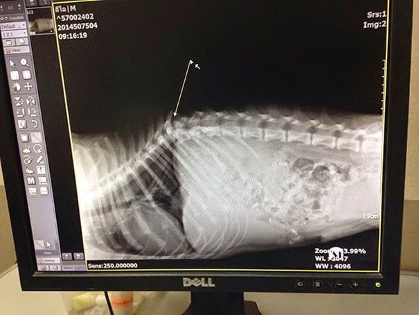 radiografía perro parapléjico