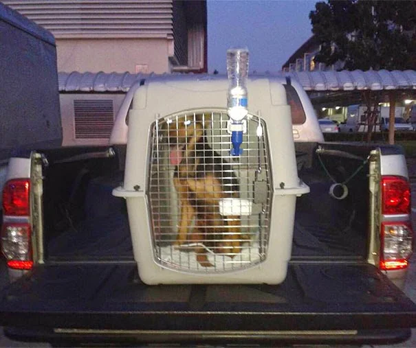 perro viajando