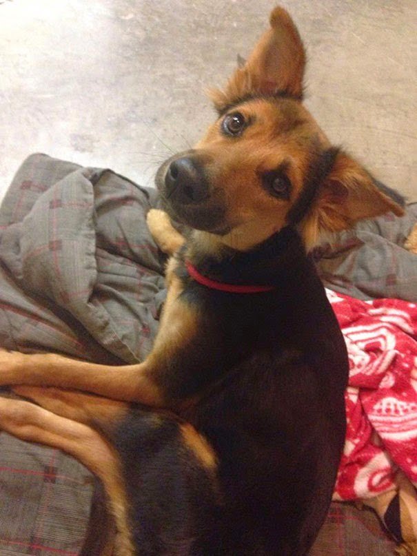 leo el perro parapléjico necesitaba un hogar