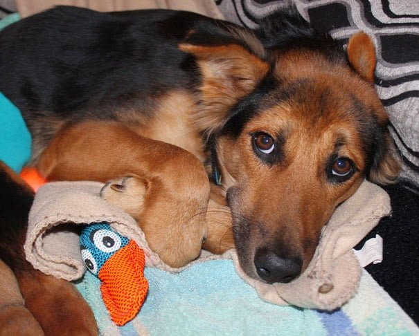 cachorro parapléjico