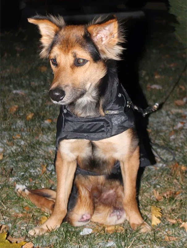 perro parapléjico