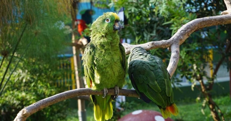 ¿Cómo cuidar cotorras, pericos y loros sin madre?