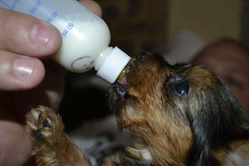 Cómo cuidar cachorros recién nacidos con o sin madre