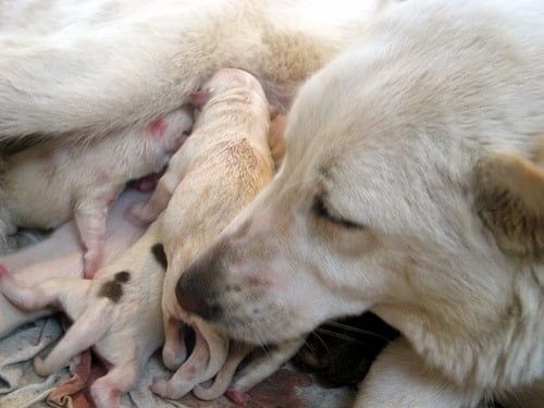 Al momento del parto las perras cambian su comportamiento