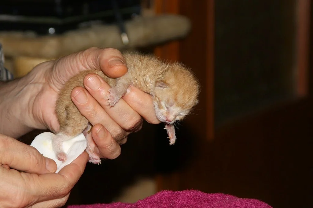 Estimula a los gatos con un algodón o paño húmedo