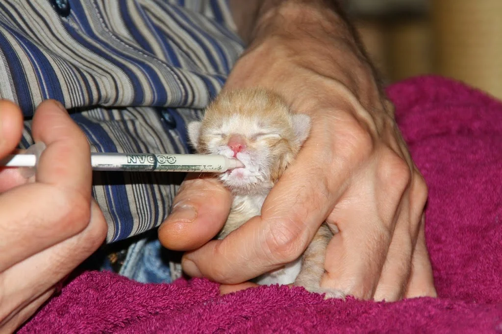 Alimenta a los gatitos con biberón