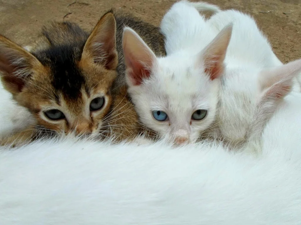 Cómo cuidar gatos recién nacidos con o sin madre Cómo cuidar gatos recién nacidos con o sin madre
