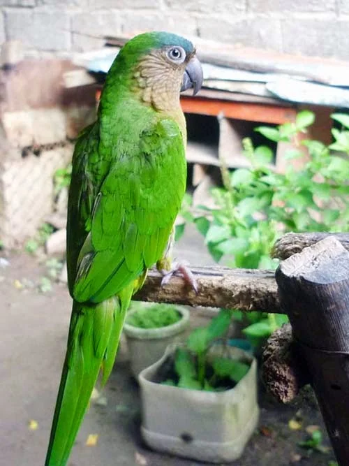 Al cuidar cotorras, pericos y loros se debe dar alimentación natural Al cuidar cotorras, pericos y loros se debe dar alimentación natural