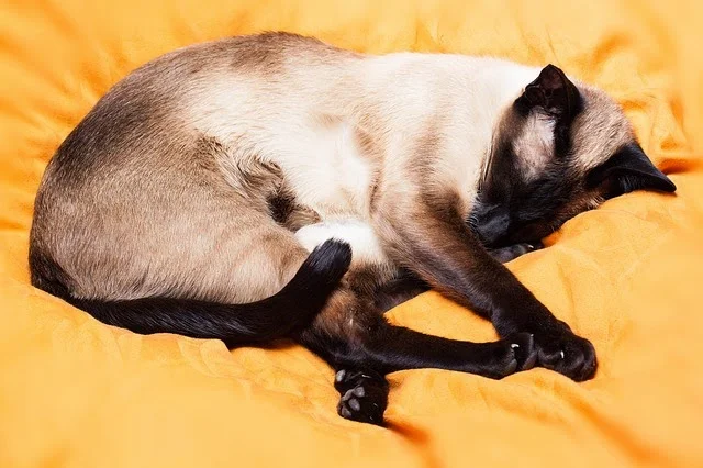 cama-gata-gato