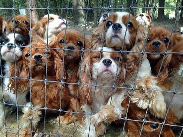 Voluntarios rescatan 108 perros abusados de una “granja de crías”