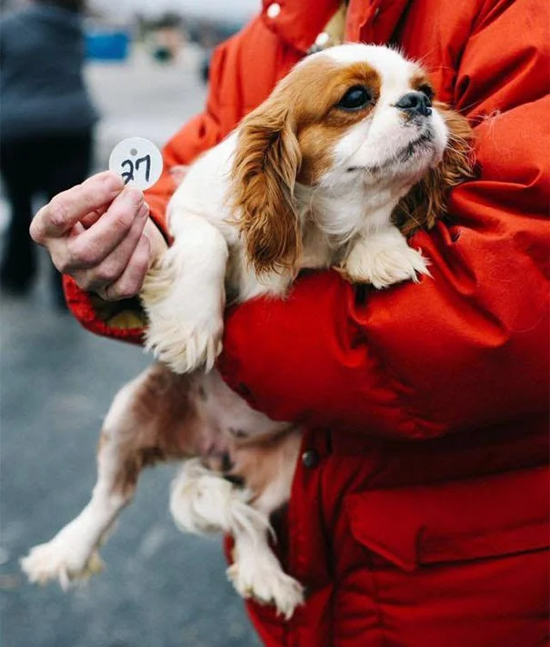 cavalier-king-charles-cocker-spaniel-rescatados-notasdemascotas-mascotas
