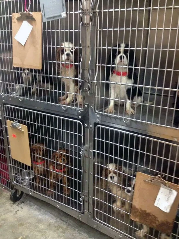 cavalier-king-charles-cocker-spaniel-rescatados-notasdemascotas-mascotas