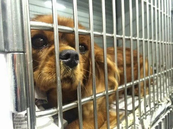 cavalier-king-charles-cocker-spaniel-rescatados-notasdemascotas-mascotas