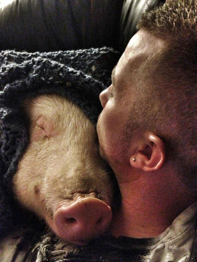 Esther-MiniPig-adoptada-notasdemascotas.com-13