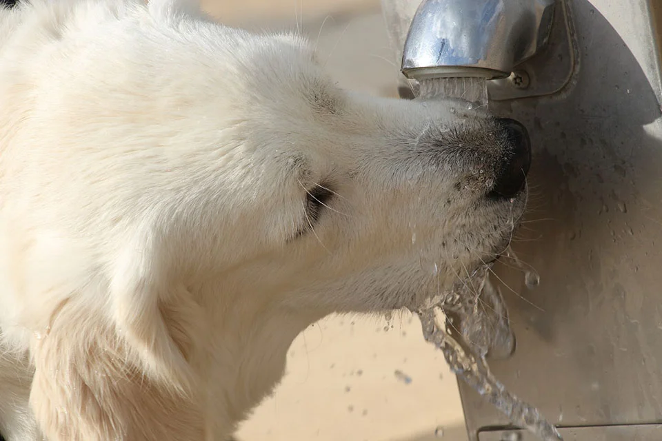 Perro bebiendo agua