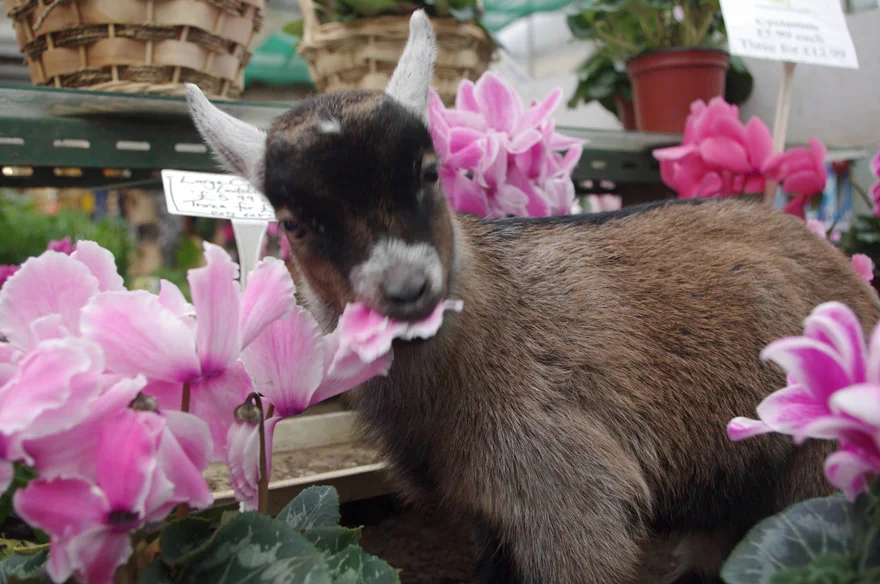 cabra-comiendo-flores
