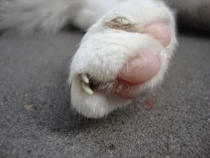 GARRAS-GATO