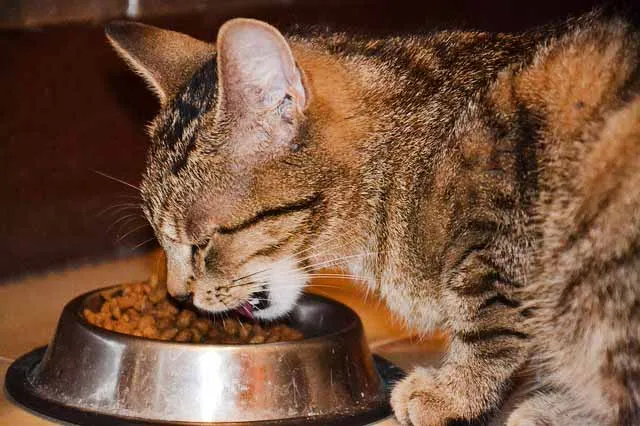 Alimentación en gatos