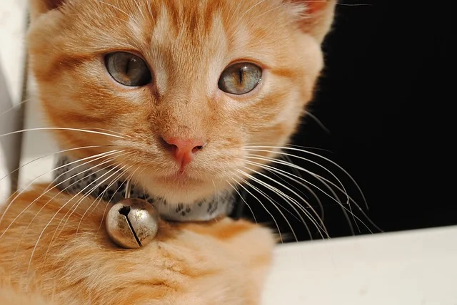 gato-collar-cascabel