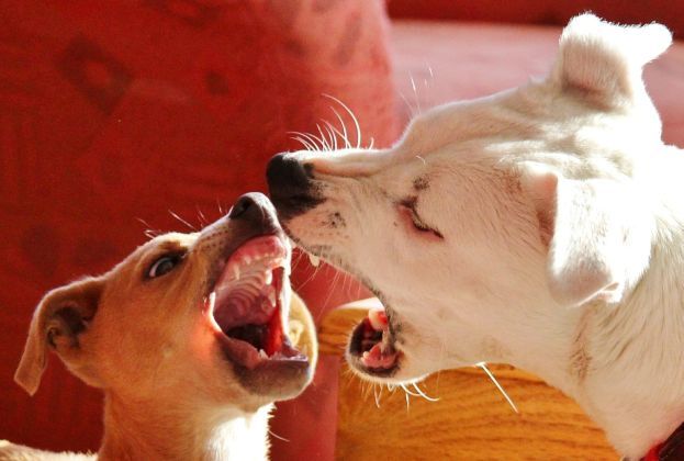 Sociabilización y comportamiento canino Notas de Mascotas