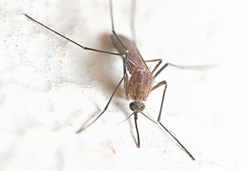 mosquito-leishmaniosis