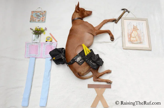 perro-trabajando-ruf