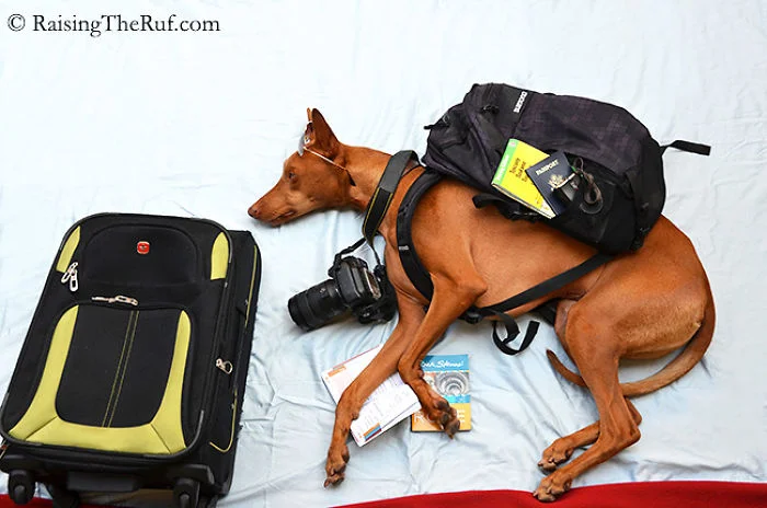 rufus-perro-viajando
