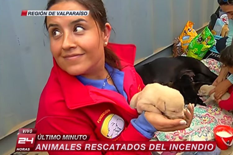 Perra entierra a sus cachorros para salvarlos