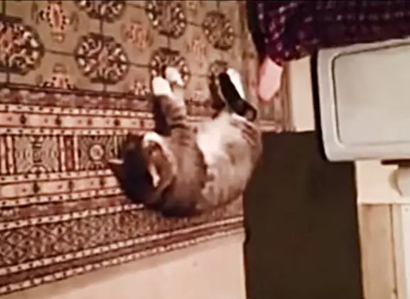 gato-se-hace-el-muerto