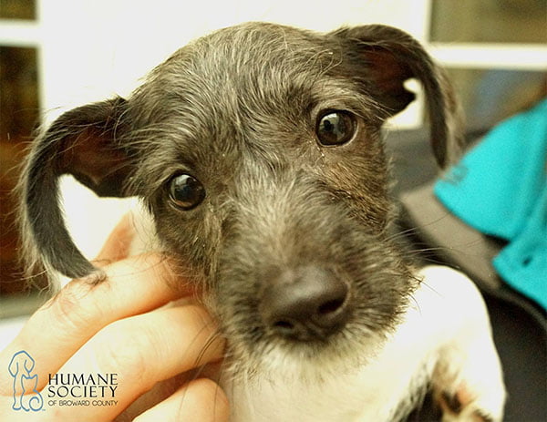 Perros en adopción Perros en adopción