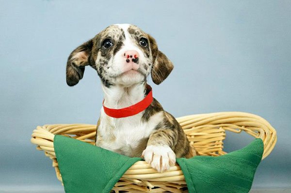 Perro para adopción Perro para adopción