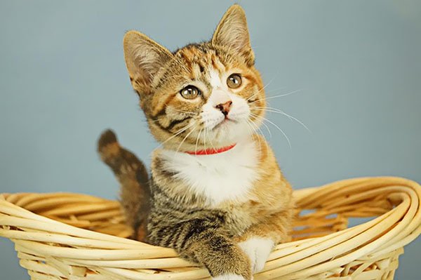 Gato en adopción Gato en adopción
