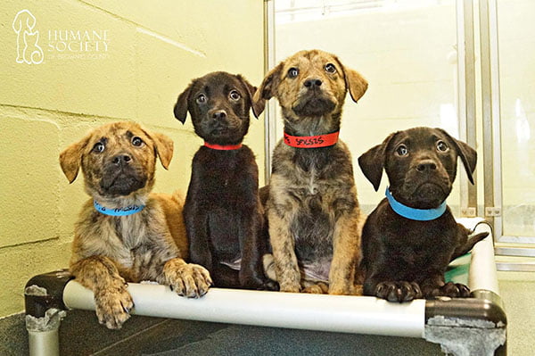 nuevo servicio ofrecido por refugio de animales nuevo servicio ofrecido por refugio de animales