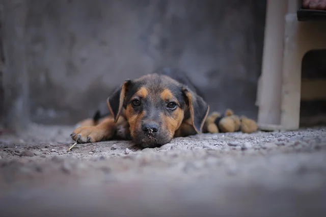 Moquillo o Distemper Canino