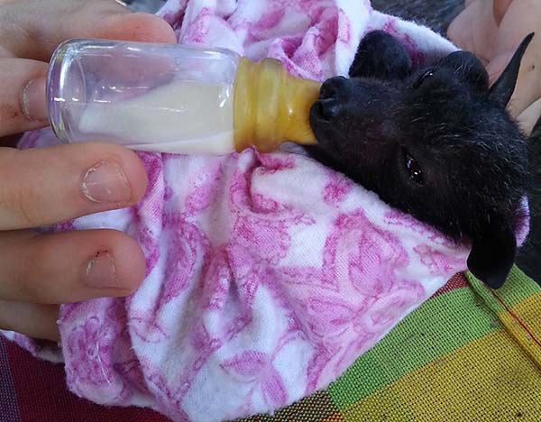 Adorables fotos de bebés de murciélago rescatados 4 murciélagos-bebé-10