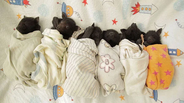 Adorables fotos de bebés de murciélago rescatados 1 murciélagos-bebé-1