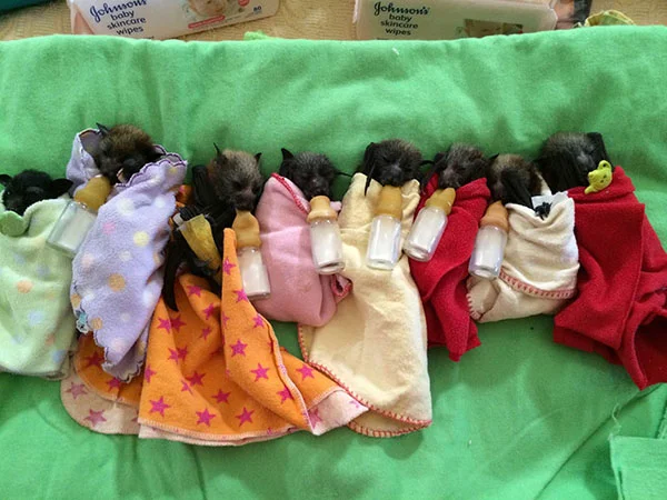Adorables fotos de bebés de murciélago rescatados 3 murciélagos-bebé-9